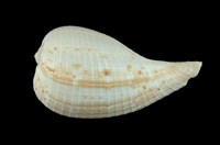 藏品(小枇杷螺)的圖片